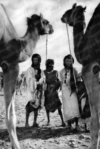 Guelmin 1953. Marché aux chameaux.