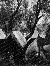 Bêtes au repos à Moulay-Idriss pendant le Moussem (pèlerinage), septembre 1942. Bêtes au repos à Moulay-Idriss pendant le Moussem (pèlerinage), septembre 1942.