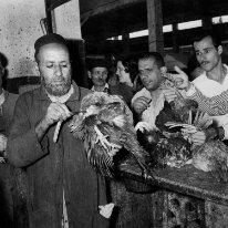 Poulet tué par le Rabbin, Casablanca, 1942